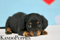 Raffle, a female Miniature Dachshund for sale in Canton, TX – Photo 3 of 3