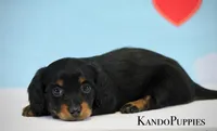 Raffle, a female Miniature Dachshund for sale in Canton, TX – Photo 2 of 3