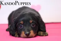 Raffle, a female Miniature Dachshund for sale in Canton, TX – Photo 1 of 3