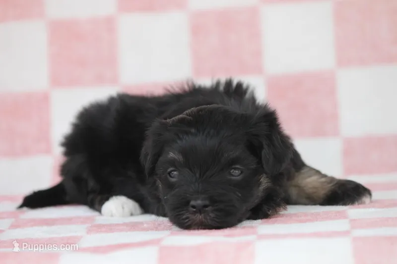 Shiny – Havanese puppy for sale in Canton, TX