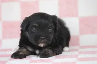 Shiny, a female Havanese for sale in Canton, TX – Photo 2 of 2