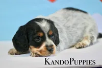 Rocker, a male Miniature Dachshund for sale in Canton, TX – Photo 2 of 4