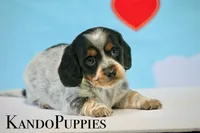 Rocker, a male Miniature Dachshund for sale in Canton, TX – Photo 1 of 4