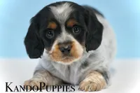 Rocker, a male Miniature Dachshund for sale in Canton, TX – Photo 4 of 4