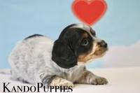 Rocker, a male Miniature Dachshund for sale in Canton, TX – Photo 3 of 4