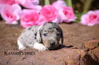 Tetra, a female Miniature Dachshund for sale in Canton, TX – Photo 2 of 6