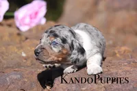 Tetra, a female Miniature Dachshund for sale in Canton, TX – Photo 1 of 6