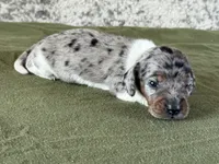 Tetra, a female Miniature Dachshund for sale in Canton, TX – Photo 6 of 6