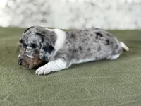 Tetra, a female Miniature Dachshund for sale in Canton, TX – Photo 5 of 6