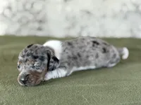 Tetra, a female Miniature Dachshund for sale in Canton, TX – Photo 4 of 6