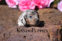 Tetra, a female Miniature Dachshund for sale in Canton, TX – Photo 3 of 6