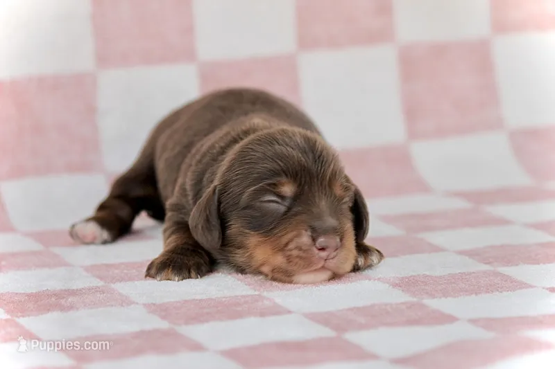 Leddie – Miniature Dachshund puppy for sale in Canton, TX