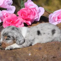 Tito, a male Miniature Dachshund for sale in Canton, TX – Photo 4 of 8