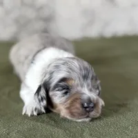 Tito, a male Miniature Dachshund for sale in Canton, TX – Photo 6 of 8