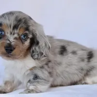 Tito, a male Miniature Dachshund for sale in Canton, TX – Photo 1 of 8