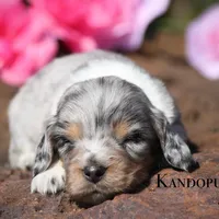 Tito, a male Miniature Dachshund for sale in Canton, TX – Photo 3 of 8