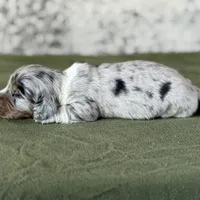 Tito, a male Miniature Dachshund for sale in Canton, TX – Photo 7 of 8