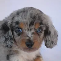 Tito, a male Miniature Dachshund for sale in Canton, TX – Photo 8 of 8