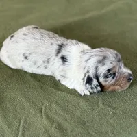 Tito, a male Miniature Dachshund for sale in Canton, TX – Photo 5 of 8