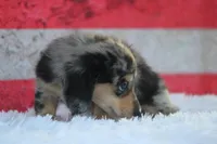 Marbles, a female Miniature Dachshund for sale in Canton, TX – Photo 2 of 8