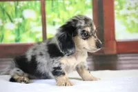 Marbles, a female Miniature Dachshund for sale in Canton, TX – Photo 7 of 8