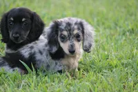 Marbles, a female Miniature Dachshund for sale in Canton, TX – Photo 1 of 8