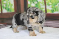 Marbles, a female Miniature Dachshund for sale in Canton, TX – Photo 6 of 8