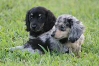Marbles, a female Miniature Dachshund for sale in Canton, TX – Photo 4 of 8