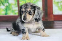 Marbles, a female Miniature Dachshund for sale in Canton, TX – Photo 5 of 8