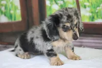 Marbles, a female Miniature Dachshund for sale in Canton, TX – Photo 8 of 8