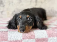Raffle, a female Miniature Dachshund for sale in Canton, TX – Photo 2 of 4