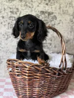 Raffle, a female Miniature Dachshund for sale in Canton, TX – Photo 4 of 4