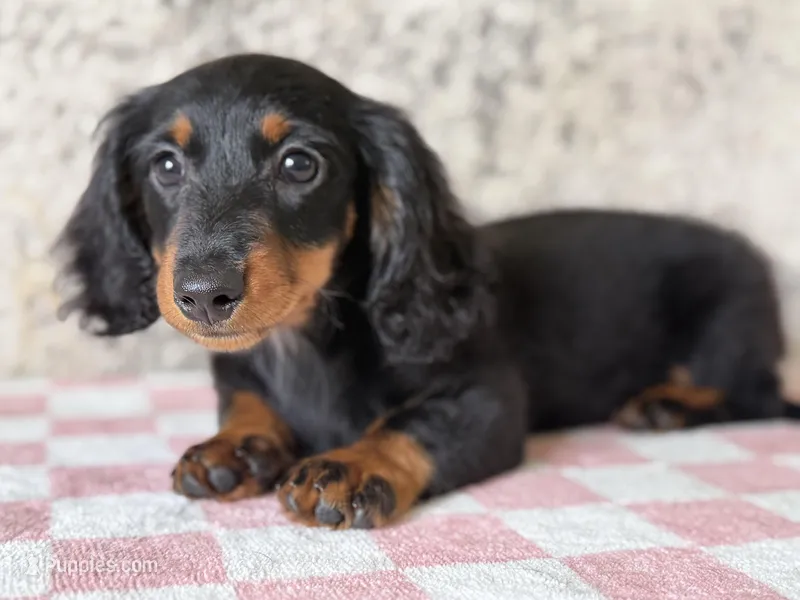Raffle – Miniature Dachshund puppy for sale in Canton, TX