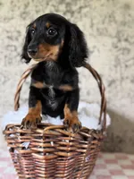 Raffle, a female Miniature Dachshund for sale in Canton, TX – Photo 3 of 4