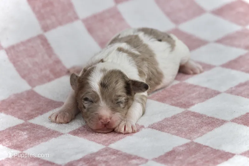 Sam – Cockapoo puppy for sale in Canton, TX