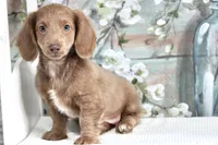 Capri, a female Miniature Dachshund for sale in Canton, TX – Photo 2 of 9