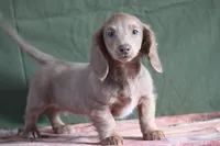Capri, a female Miniature Dachshund for sale in Canton, TX – Photo 1 of 9