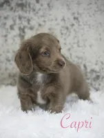 Capri, a female Miniature Dachshund for sale in Canton, TX – Photo 6 of 9