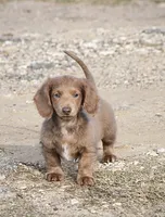 Capri, a female Miniature Dachshund for sale in Canton, TX – Photo 3 of 9