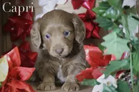 Capri, a female Miniature Dachshund for sale in Canton, TX – Photo 7 of 9