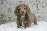 Capri, a female Miniature Dachshund for sale in Canton, TX – Photo 5 of 9
