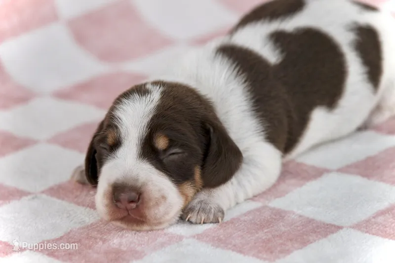 Lipan – Miniature Dachshund puppy for sale in Canton, TX