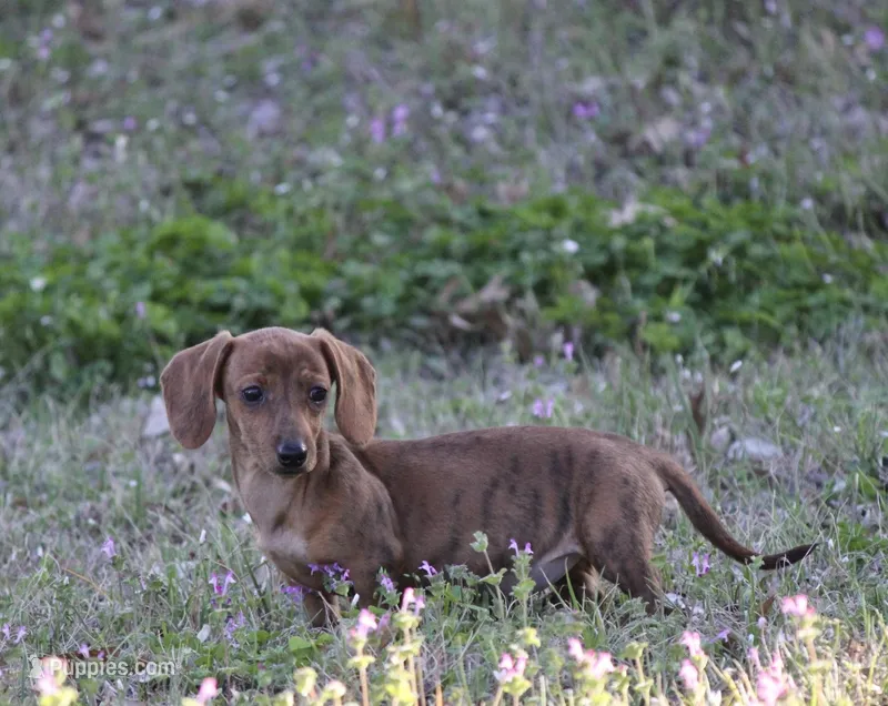 Icee – Miniature Dachshund puppy for sale in Canton, TX