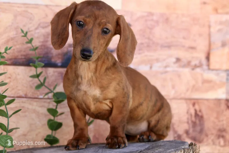 Icee – Miniature Dachshund puppy for sale in Canton, TX