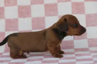 Gus, a male Miniature Dachshund for sale in Canton, TX – Photo 1 of 5