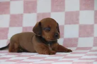 Gus, a male Miniature Dachshund for sale in Canton, TX – Photo 2 of 5