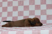 Gus, a male Miniature Dachshund for sale in Canton, TX – Photo 3 of 5