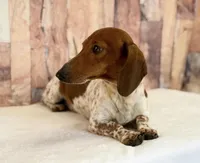 Gus, a male Miniature Dachshund for sale in Canton, TX – Photo 4 of 5