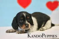 Ruler, a male Miniature Dachshund for sale in Canton, TX – Photo 4 of 4