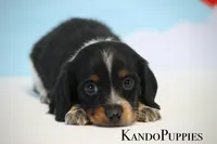 Ruler, a male Miniature Dachshund for sale in Canton, TX – Photo 1 of 4